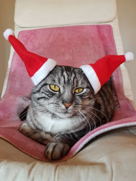 Gato Bonito Com Dois Chapéus Papai Noel Sentado Uma Cadeira — Fotografia de Stock