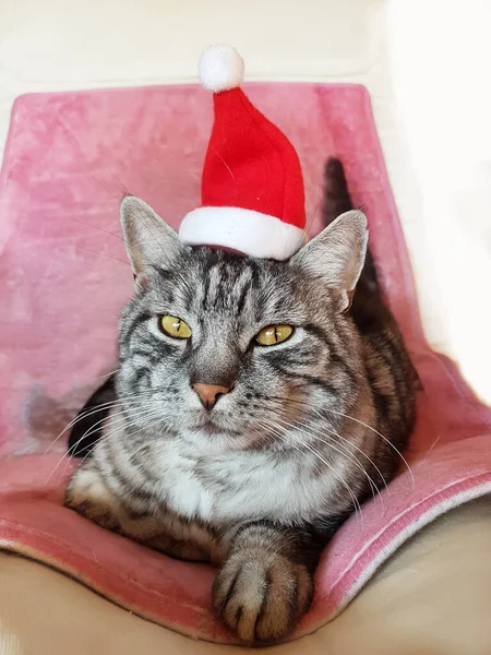 Lindo Gato Con Tapa Santa Claus Diseño Tarjeta Navidad Con — Foto de Stock