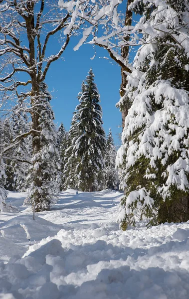 Floresta Coberta Neve Sonhadora Dia Ensolarado Inverno Céu Azul Sol — Fotografia de Stock