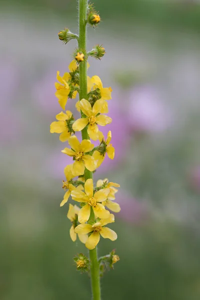 Closeup Agrimony Stem Yellow Blossoms Homeopathic Plant Soft Background — Stock Photo, Image