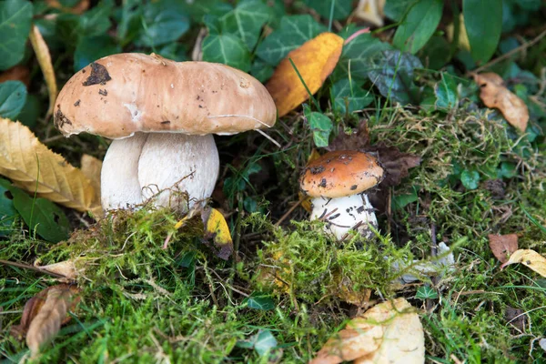 Younger Older Edible Boletus Mushroom Green Moss Culinary Delicacies — Stock Photo, Image