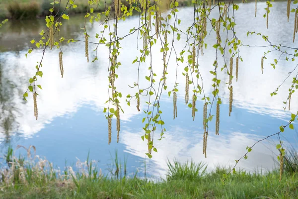 Fluorescencyjne Gałęzie Brzozy Świeżymi Liśćmi Wiszące Nad Stawem Wiosenny Krajobraz — Zdjęcie stockowe