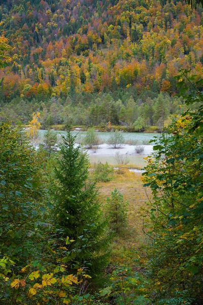 Όμορφη Άγρια Φύση Isar Ποταμού Φθινόπωρο Πολύχρωμα Δέντρα Στο Ορεινό — Φωτογραφία Αρχείου