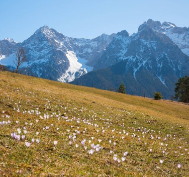 Alp çayırı Buckelwiesen bahar çiçekleri ile, Karwendel dağı yukarı bavyera