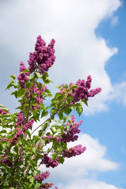 Mor çiçekli dallar, bulutlu mavi gökyüzü, dikey
