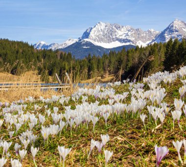 Dağlık arazide beyaz çiçek açan bahar çiçekleri, Geroldsee Gölü ve Karwendel Alpleri