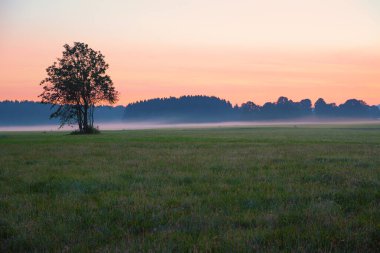 Sabahları çayır ve ağaç siluetiyle manzara, gün doğumunda kızıl gökyüzü.