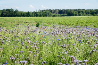 Fas, çiçek ve kırsal alanda arı dostu tarlalar.