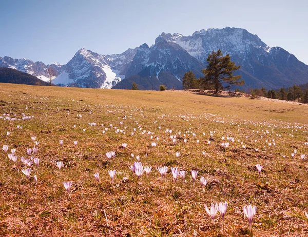 Prairie Avec Des Fleurs Crocus Alpin Vue Sur Les Alpes — Photo