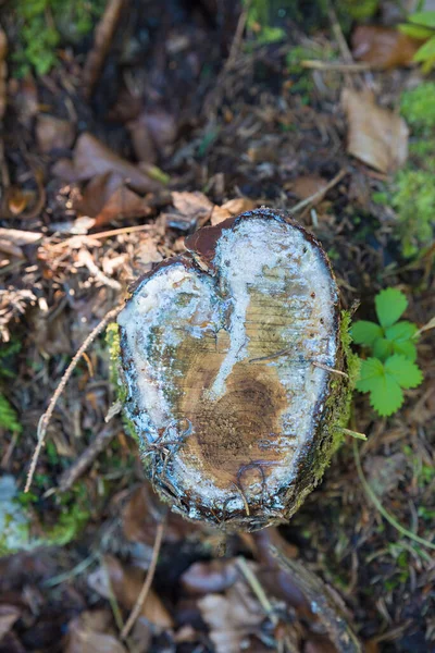 Tronco Albero Forma Cuore Nella Foresta — Foto Stock