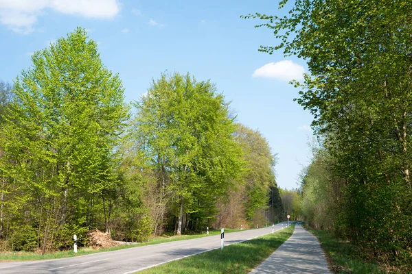 Дорога Через Весенний Лес Велосипедная Дорожка Рядом Зеленые Деревья Голубое — стоковое фото