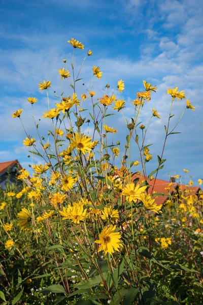 庭にある青い空に対するトピナンバーの花 — ストック写真