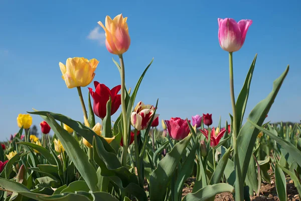 Поле Різнокольоровими Тюльпанами Фоні Блакитного Неба Вибірковий Фокус — стокове фото