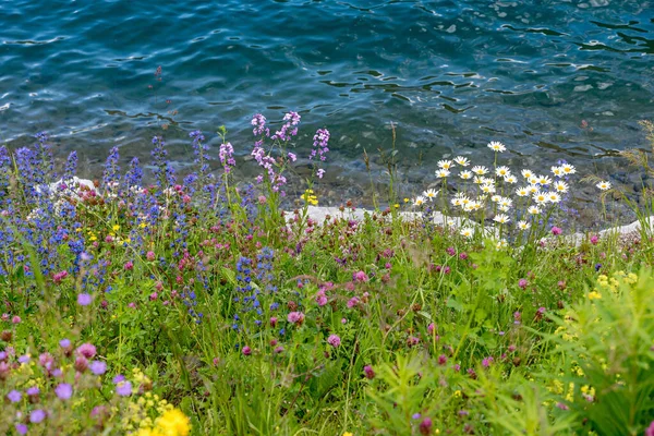 Närbild Sjö Strand Med Färgglada Vilda Blommor Planterade För Bin — Stockfoto