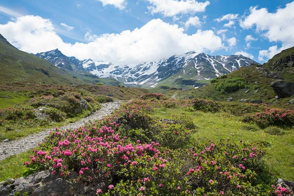 Цветущие Альпийские Розы Идиллическом Горном Ландшафте Durrboden Dischma Valley Grisons — стоковое фото