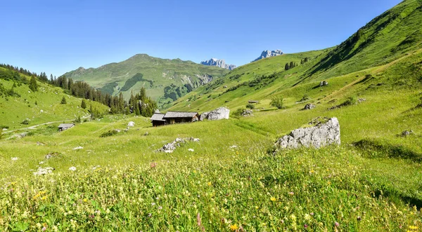 Prachtige Wilde Bloemenweide Gafiertal Het Voorjaar Zwitserse Alpen Antonien — Stockfoto