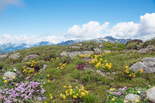 Альпийский Пейзаж Полынью Цветами Сусла Голубое Небо Копировальным Пространством — стоковое фото