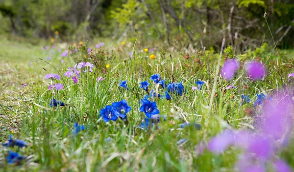 Альпийские Весенние Цветы Голубые Нееврейские Розовые Первобытные Горные Водно Болотные — стоковое фото