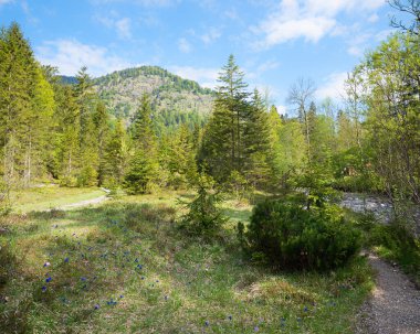 Weissach nehri ilkbaharda, Kreuth 'u sel basar. Bir sürü çiçek açan Gentian, Bavyera Alpleri, Almanya