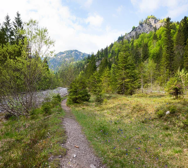 Gångväg Vid Weissach Flodslätt Kreuth Våren Landskap Med Massor Blommande — Stockfoto