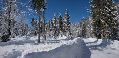 Karlı yol rüya gibi kış ormanlarında, güneşli bir gün mavi gökyüzü ve kapalı ağaçlarla, üst bavyera