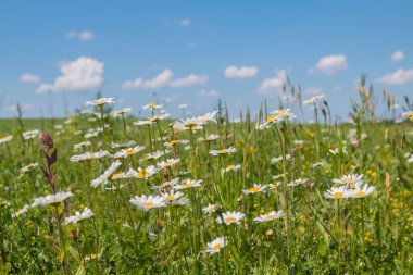 Marguerite çiçekleri ve mavi gökyüzü arkaplanı olan çiçek çayırı, yaz manzarası