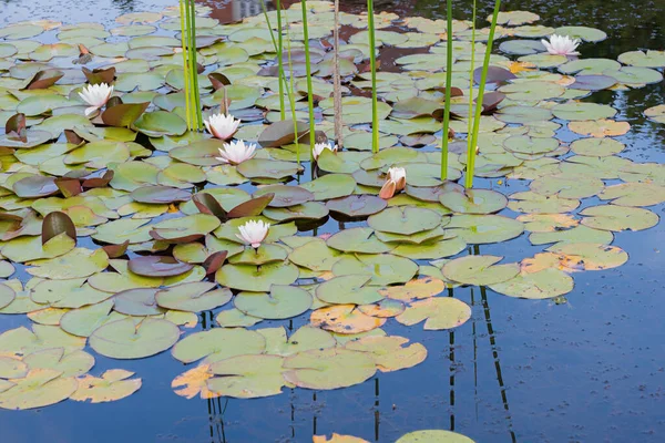 Yüzeyinde beyaz nilüferler ve yeşil yapraklar olan bir gölet. Mavi gökyüzü yansıtılıyor