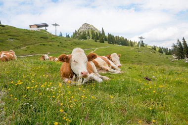 Bir grup benekli inek çiçek çayırında Brauneck dağı, üst bavyera manzarası