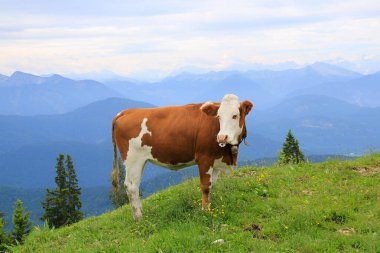 Meadow Brauneck Dağı 'ndaki inek, üst Bavyera manzarası.