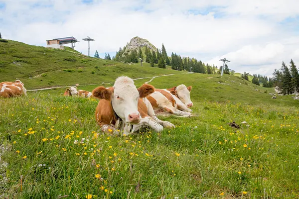 Bir grup benekli inek çiçek çayırında Brauneck dağı, üst bavyera manzarası