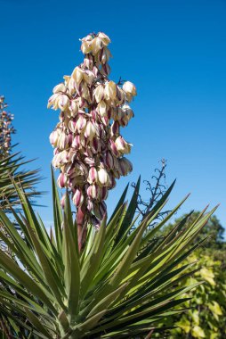Güzel yukka palmiyesi mavi gökyüzüne karşı çiçek açıyor, dikey çekim
