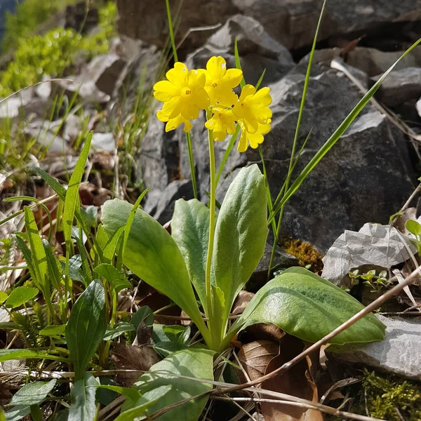 Gyllene Alpina Auricula Primula Blomma Närbild — Stockfoto