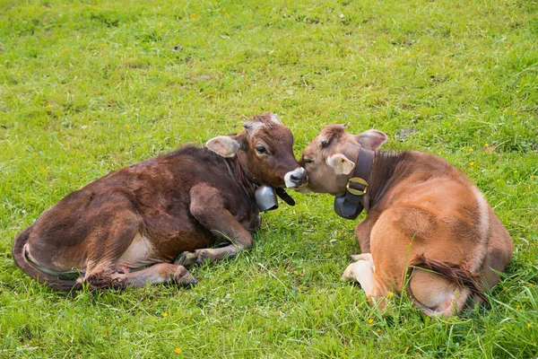 Two Calves Lying Green Pasture Young Milker Cows — Stock Photo, Image