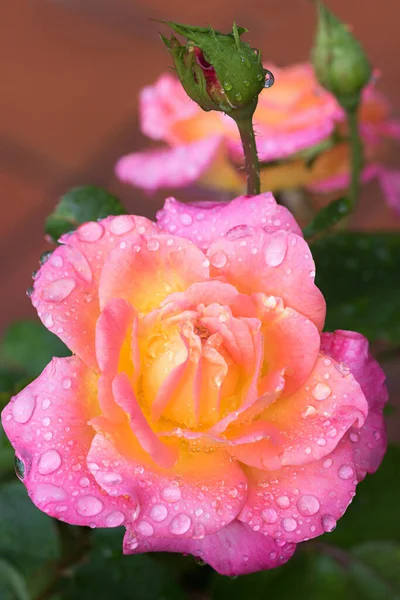 Rosa Flor Com Gotas Chuva Cor Rosa Laranja Fundo Pátio — Fotografia de Stock