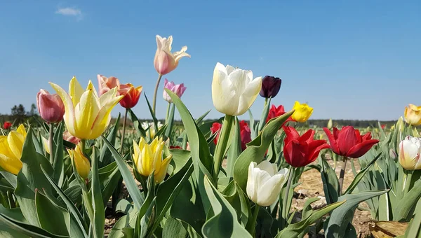 Tulipánmező Szabadban Színes Virágokkal Önvágáshoz — Stock Fotó