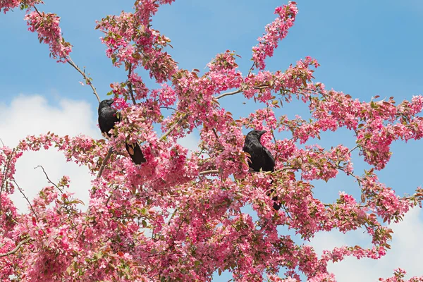 Two Black Carrion Crows Sitting Branches Red Blooming Crab Apple — Stock Photo, Image