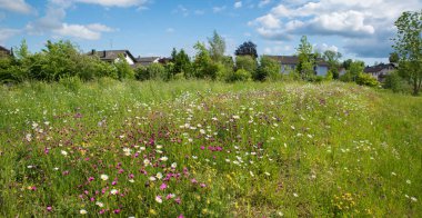 Pembe karanfilleri ve margueritleri olan yabani çiçek çayırı, köydeki arı yemi çiftliği, güneşli yaz günü.