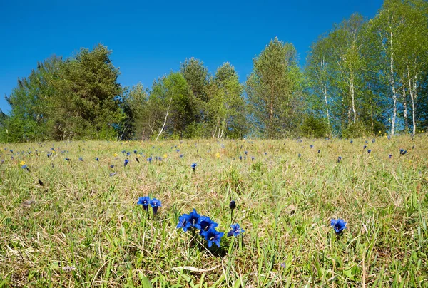 Холм Множеством Голубых Гентианских Защищенных Цветов Альпах Березы Голубое Небо — стоковое фото