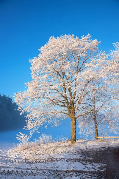 Tree Covered Hoarfrost Blue Sky Background Vertical Shot — Stock Photo, Image