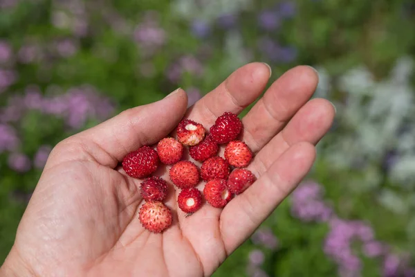 Mano Las Mujeres Con Fresas Silvestres Recogidas Fondo Jardín Borroso — Foto de Stock