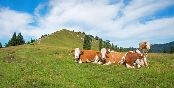 Skupina Dojnic Alpských Pastvinách Bavorské Alpy Modrá Obloha Mraky — Stock fotografie