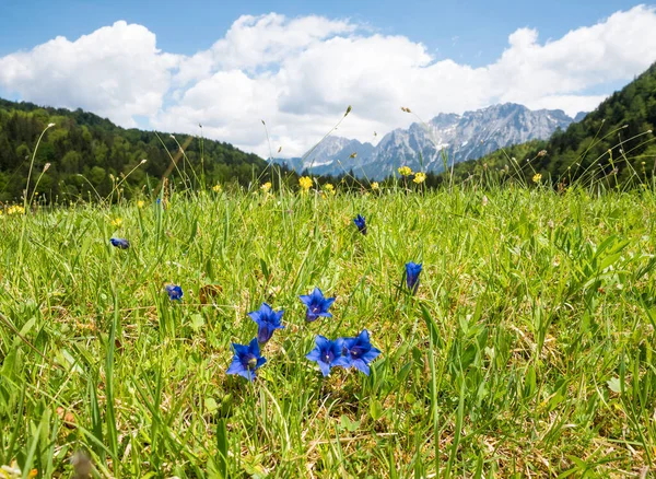 Florescendo Flores Gentianas Contra Karwendel Montanhas Mittenwald Baviera Superior — Fotografia de Stock