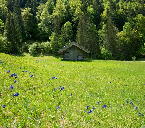 Багато Синіх Генетичних Квітів Альпійському Лузі Дерев Яній Хатинці Зеленому — стокове фото