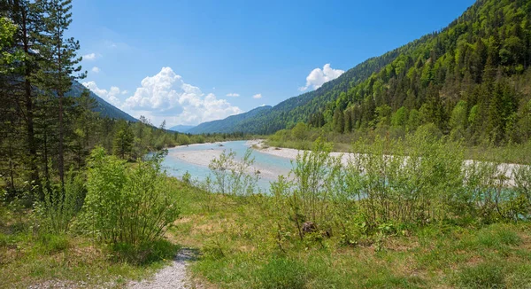 Naturschutzgebiet Obere Isar Oberbayern Frühling — Stockfoto