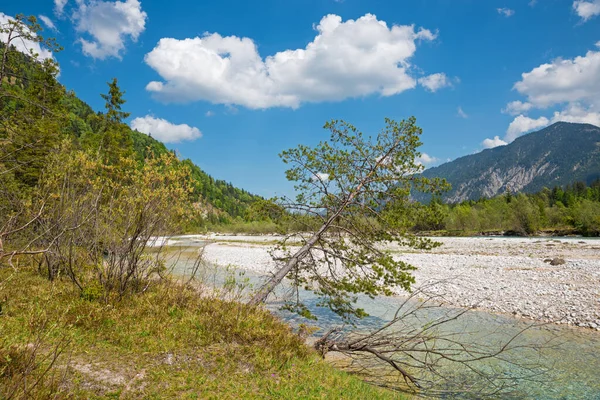Naturschutzgebiet Obere Isar Schöne Wilde Flusslandschaft Oberbayern Mit Umgestürztem Baum — Stockfoto