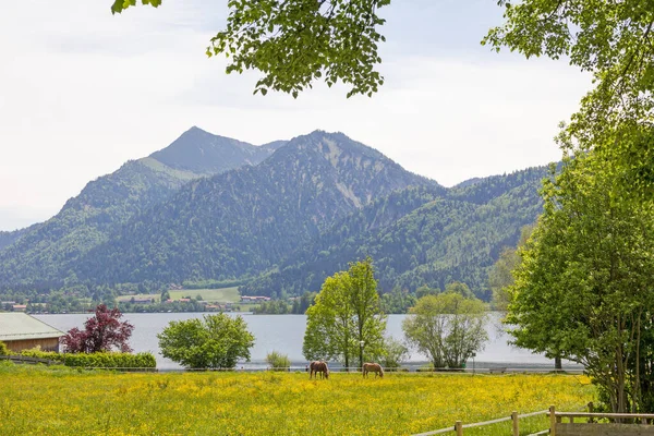 Prairie Buttercup Avec Des Chevaux Pâturage Brecherspitze Montagne Lac Schliersee — Photo