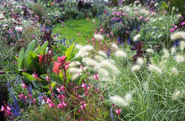 Salvia, canna, yıldız çiçeği ve dekoratif otlarla dolu bir çiçek tarhı. park manzarası