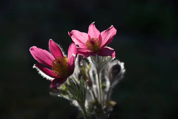 Retro Illuminato Rosa Pasqueflower Con Sfondo Scuro Spazio Copia — Foto Stock