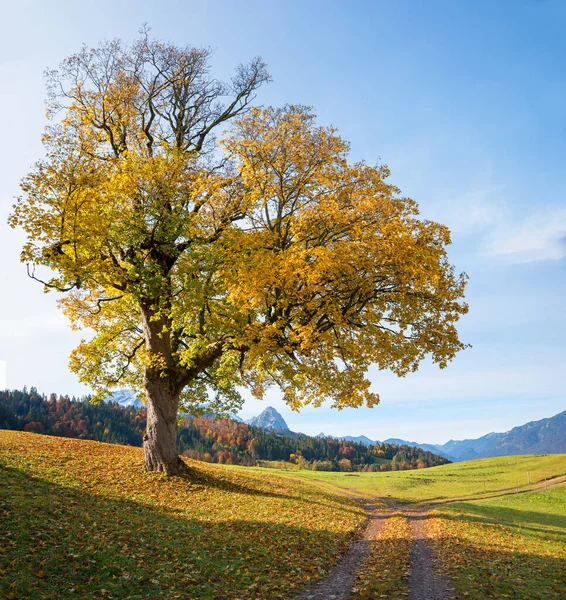 Velký Starý Javor Podzimními Barevnými Listy Horním Bavorskem Blízkosti Garmischu — Stock fotografie