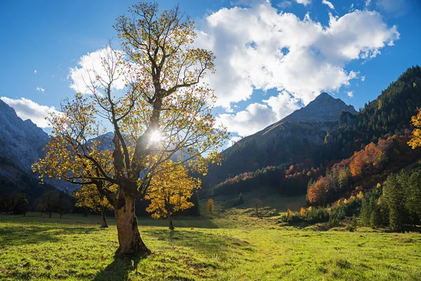 Idyllisches Herbstliches Karwendeltal Mit Ahornbäumen Und Letzten Sonnenstrahlen Vor Sonnenaufgang — Stockfoto